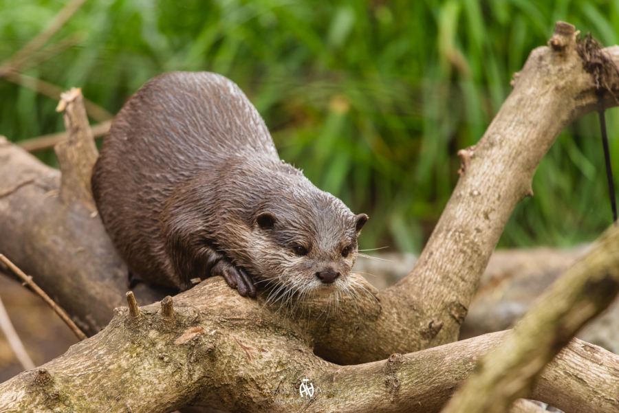 River Otter at the Woodland Park Zoo