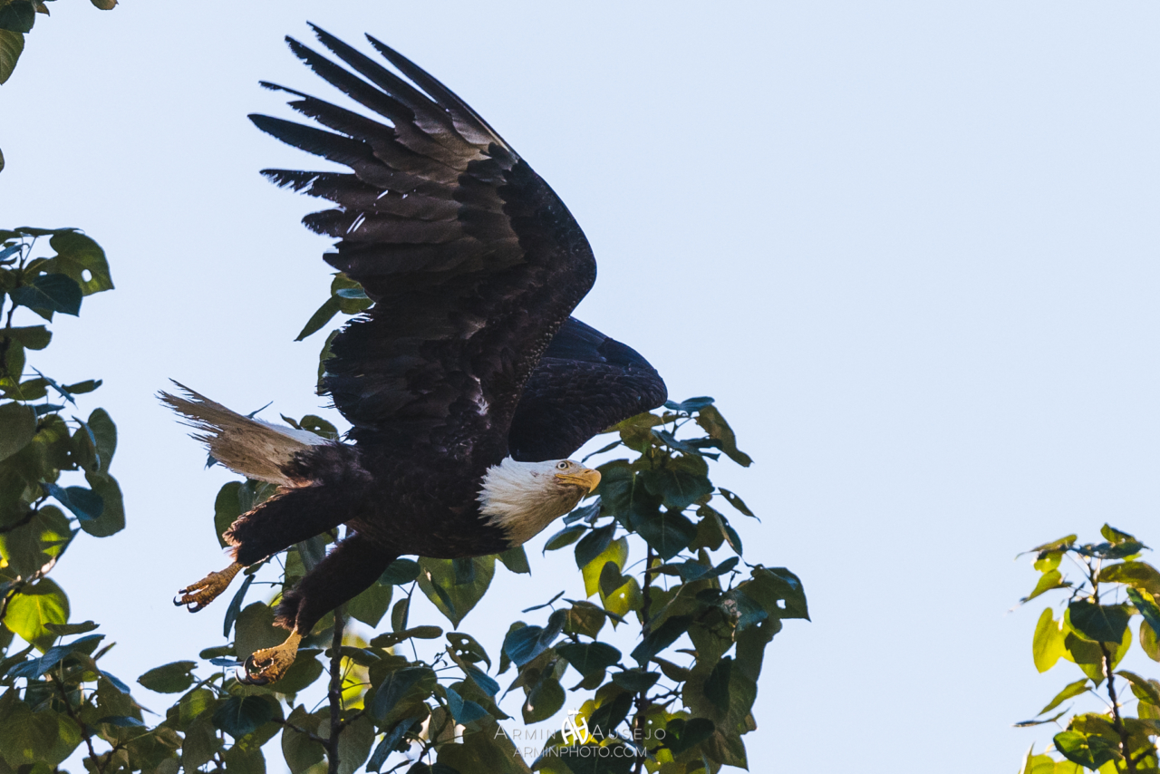 Bald Eagle in Magnolia Park