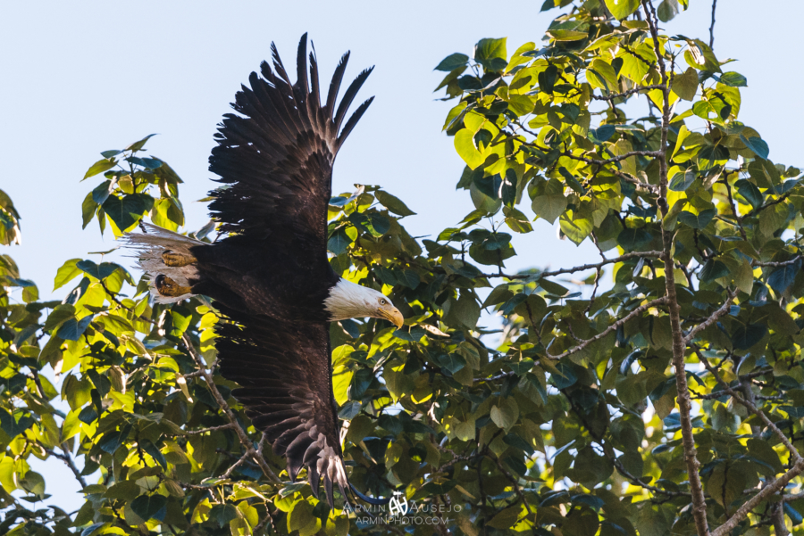 Bald Eagle in Magnolia Park