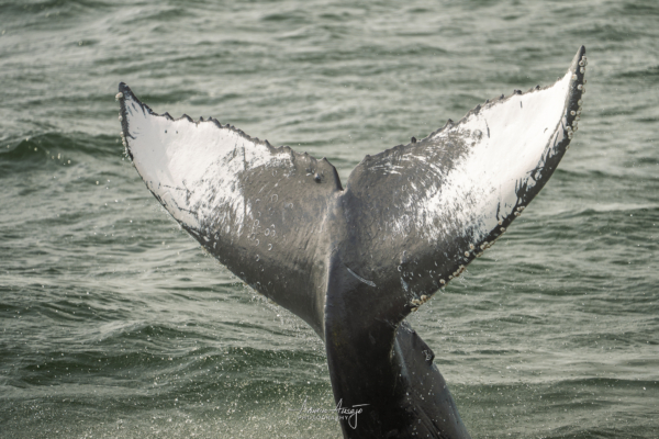 Close-up of the whale of a diving humpback whale