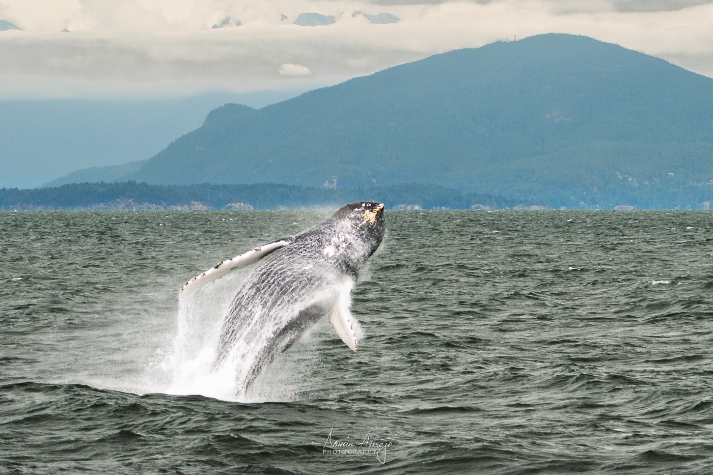 A humpback whale breaching in the Strait of Georgia just west of Vancouver, British Columbia in Canada