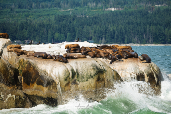 Steller Sea Lions relaxing on a rock in the Strait of Georgia