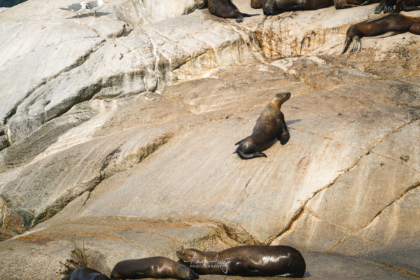 Steller Sea Lion climbing a rock