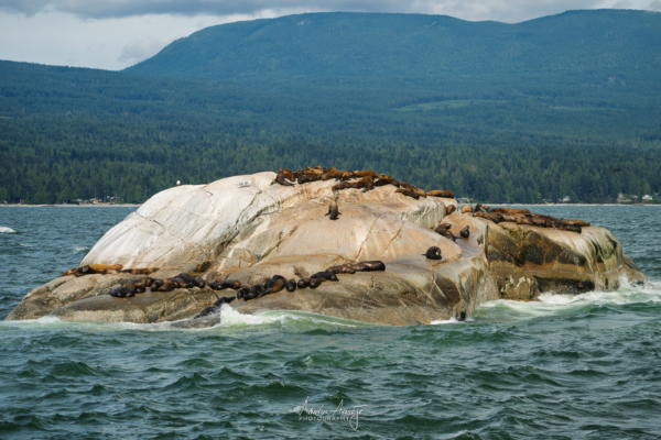 Steller Sea Lions relaxing on a rock in the Strait of Georgia