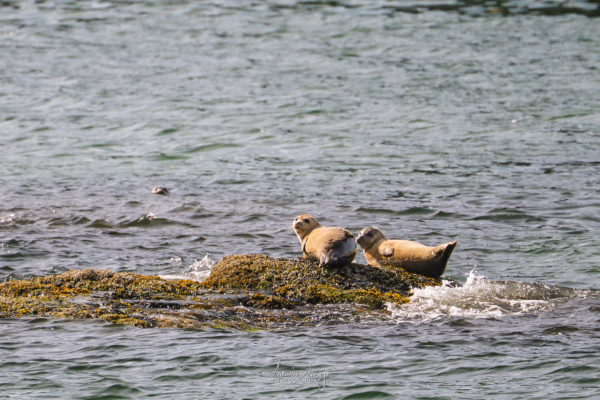Harbor Seals relaxing on a rock