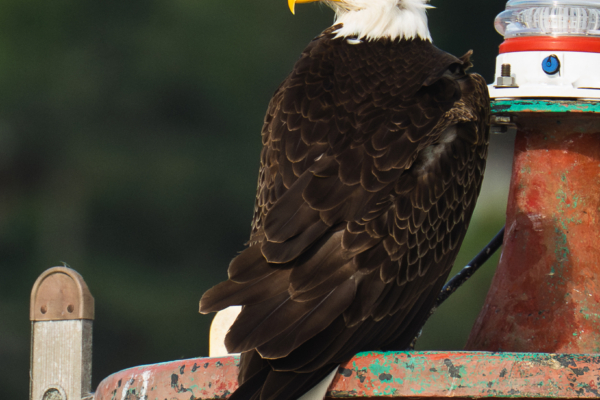 Bald Eagle perched on a buoy