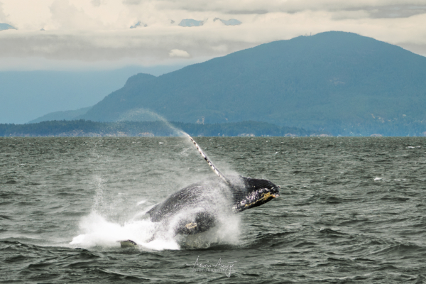 Humpback whale breaching in the Strait of Georgia