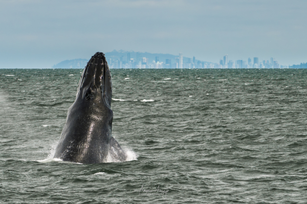 Humpback whale breaching with the Vancouver skyline off in the distance