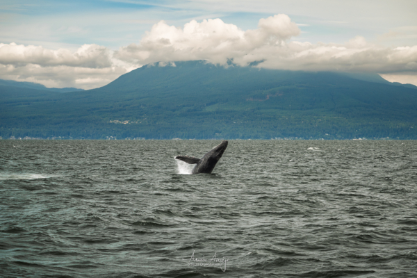 Humpback whale breaching onto its back with mountains and clouds in the distance