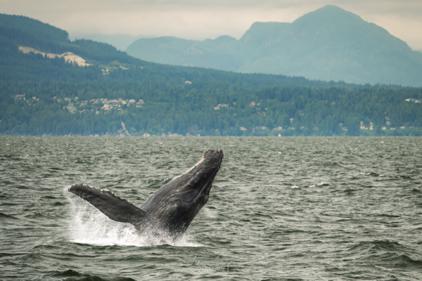 Close-up of a humpback whale breaching onto its back with mountains and clouds in the distance