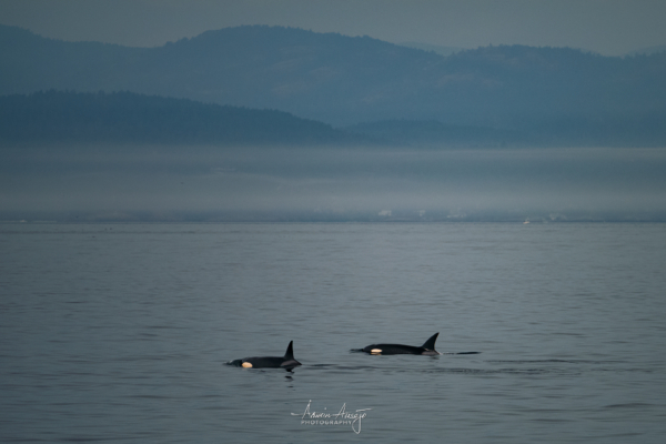 Orca Whales near Victoria, BC