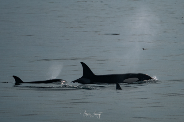 Orca Whales near Victoria, BC