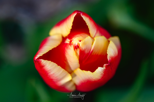 Front yard flower macro