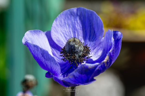 Front yard flower macro