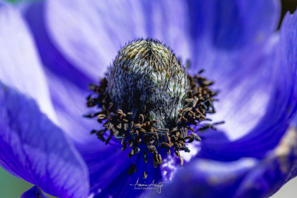 Front yard flower macro