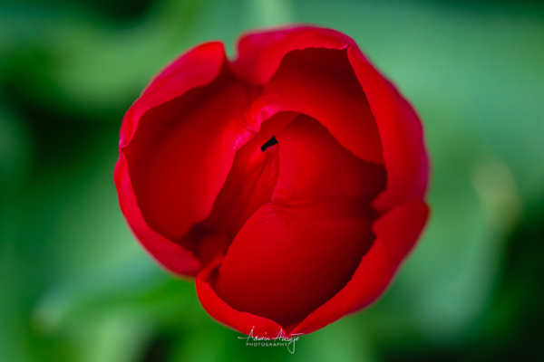 Front yard flower macro