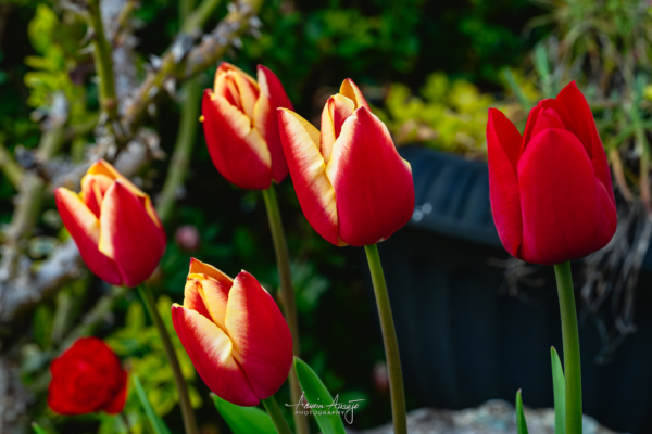 Front yard flower macro