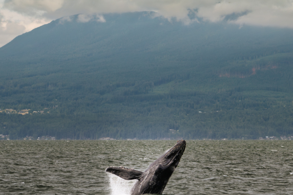 Humpback Whale breaching near Vancouver, BC