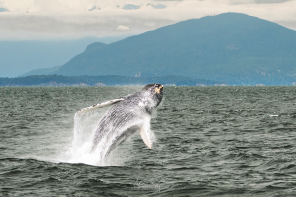 Humpback Whale breaching near Vancouver, BC