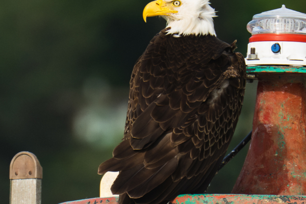 Bald Eagle perched on a buoy near Vancouver, BC