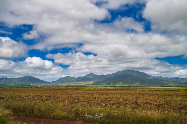 On the way to the Dole Plantation