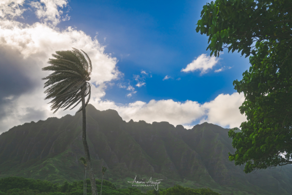 Looking west from Kualoa Viewpoint