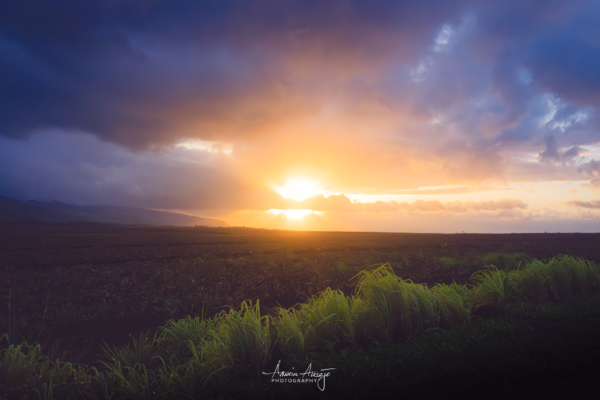 Sunset over Mokuleia