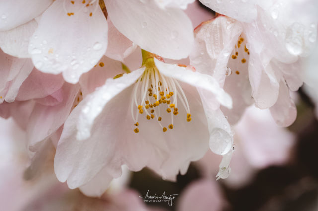 Had to cancel my early morning trip to the UW Quad today, so these macro photos of the cherry blossoms across the street will have to suffice 🌸
.
.
#sakura #cherryblossoms #cherryblossoms🌸 #cherryblossomseason #flowers #macro #macrophotography #flowerstagram #Nikon #Z8 #ArminPhoto